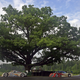 Illustration for article titled R.I.P., The Most Famous Tree In Racing